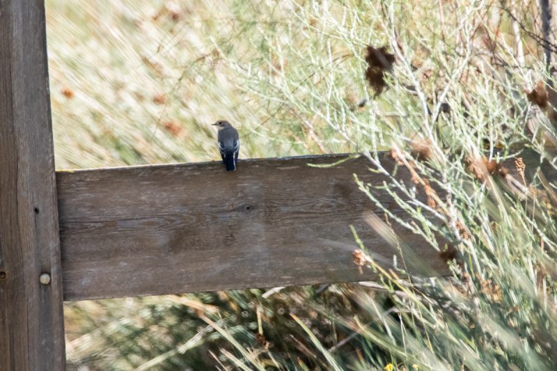 Gobemouche noir en halte migratoire